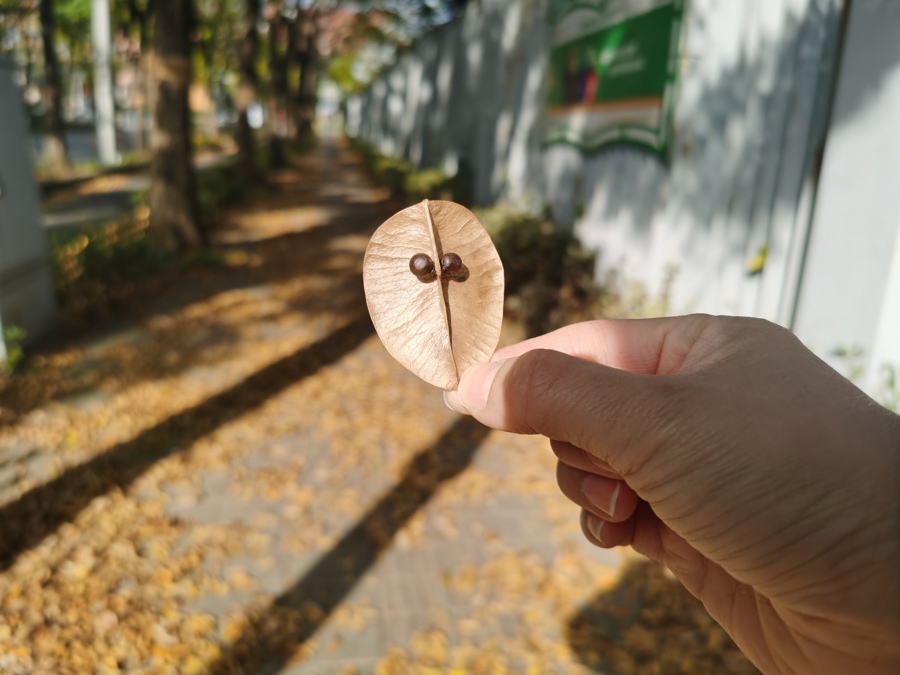 最美落葉季 上海46條景觀道“落葉不掃” 賞高品質落葉景觀