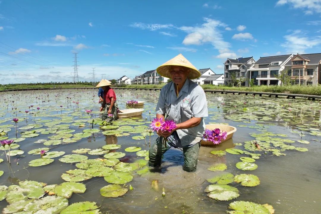 走出新賽道：南勝村的蓮花經濟  .jpeg